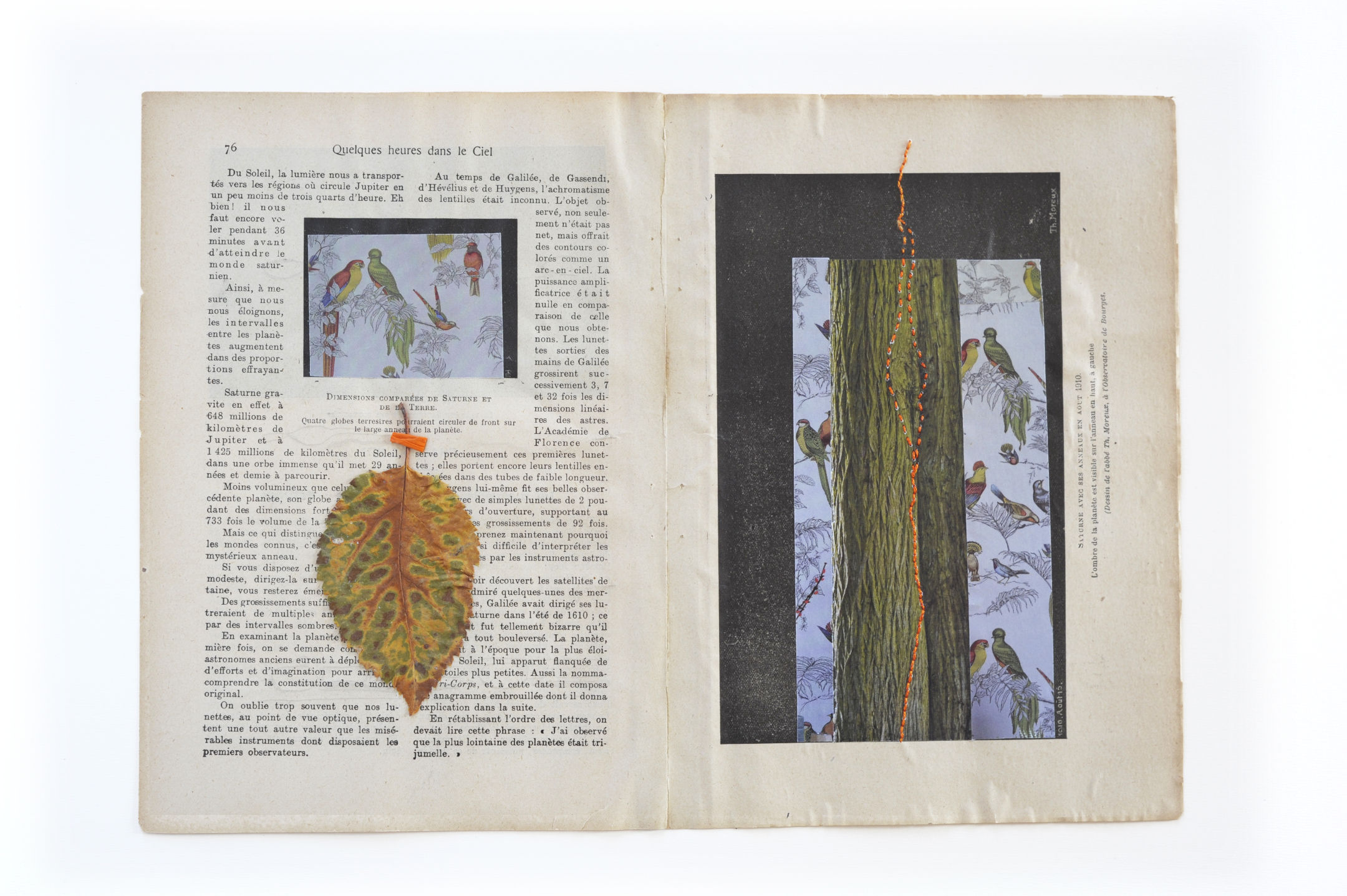 Dimensions comparées de Saturne et de la Terre. Quatre globes terrestres pourraient circuler de front sur le large anneau de la planète. Saturne avec ses anneaux en août 1910. L’ombre de la planète est visible sur l’anneau en haut à gauche (dessins de l’abbé Th.Moraux, à l’onservatoire de Bourges). Collages feuille d’arbre, tronc vert, et illustrations d’oiseaux colorés par Sylvie Hénot.