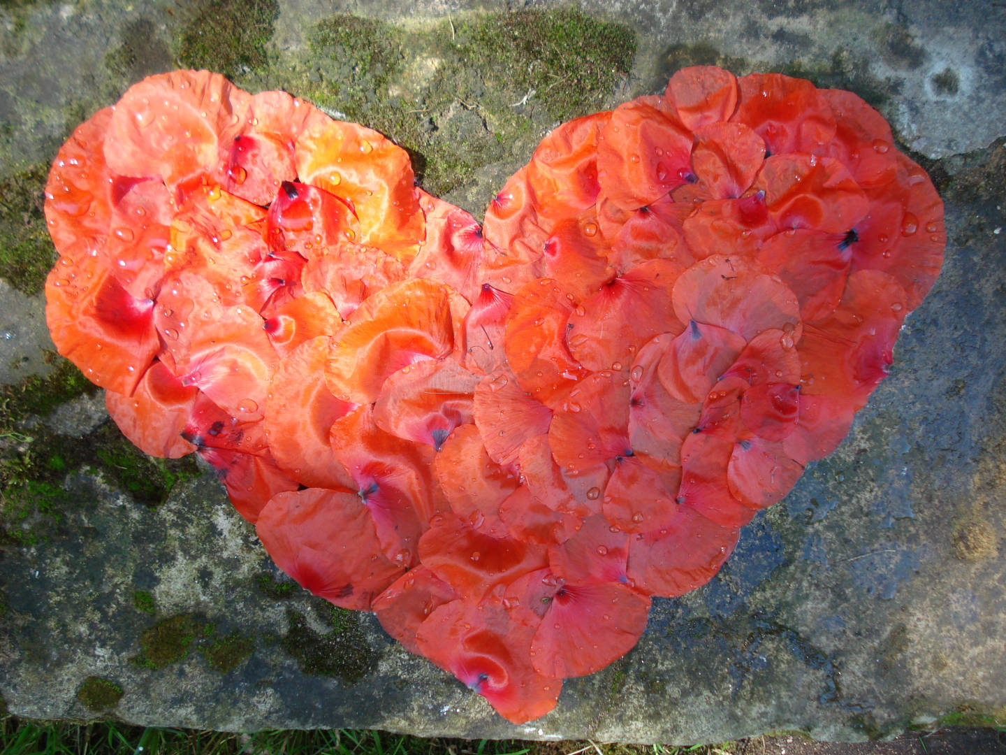 Pétales de coquelicot de couleur rouge flottant sur l'eau sous la forme d'un coeur