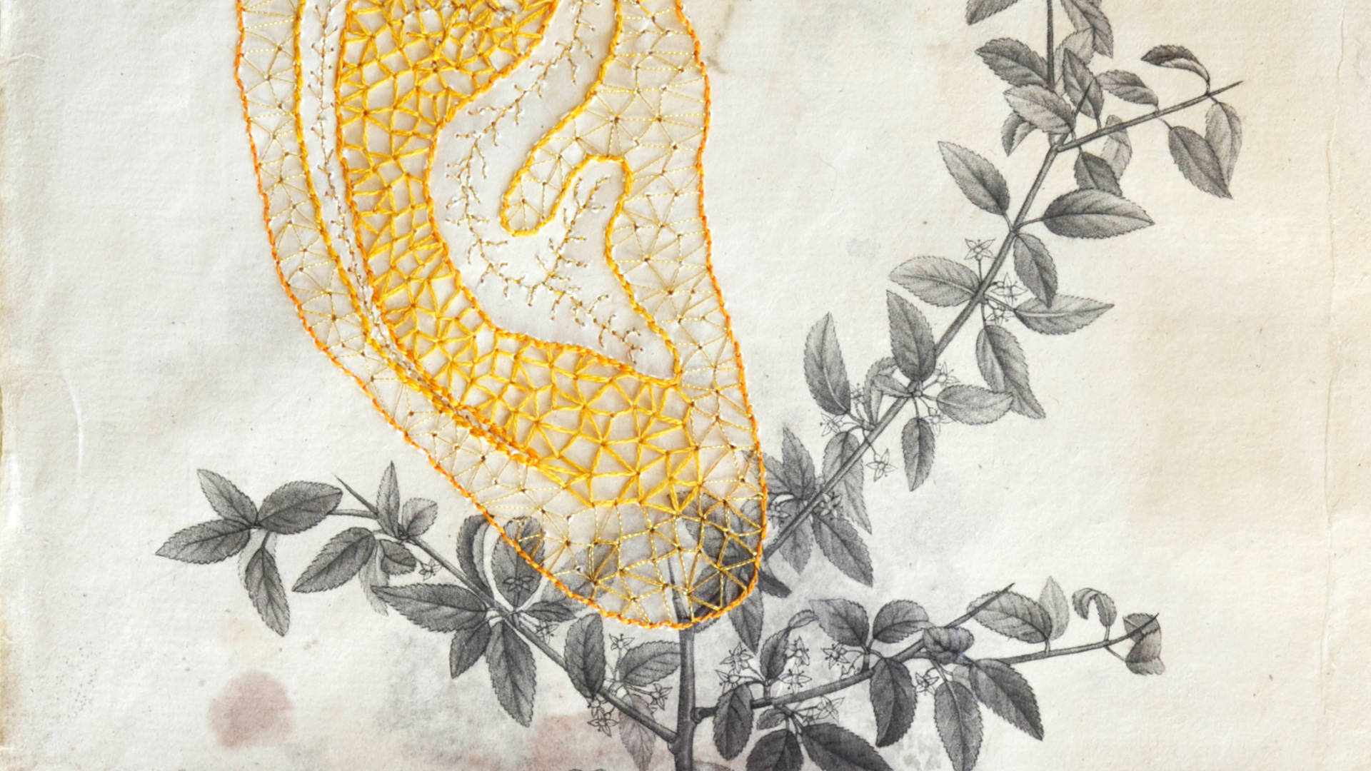 Antichambre des sens - Détail broderie d'une oreille jaune sur une planche botanique ancienne