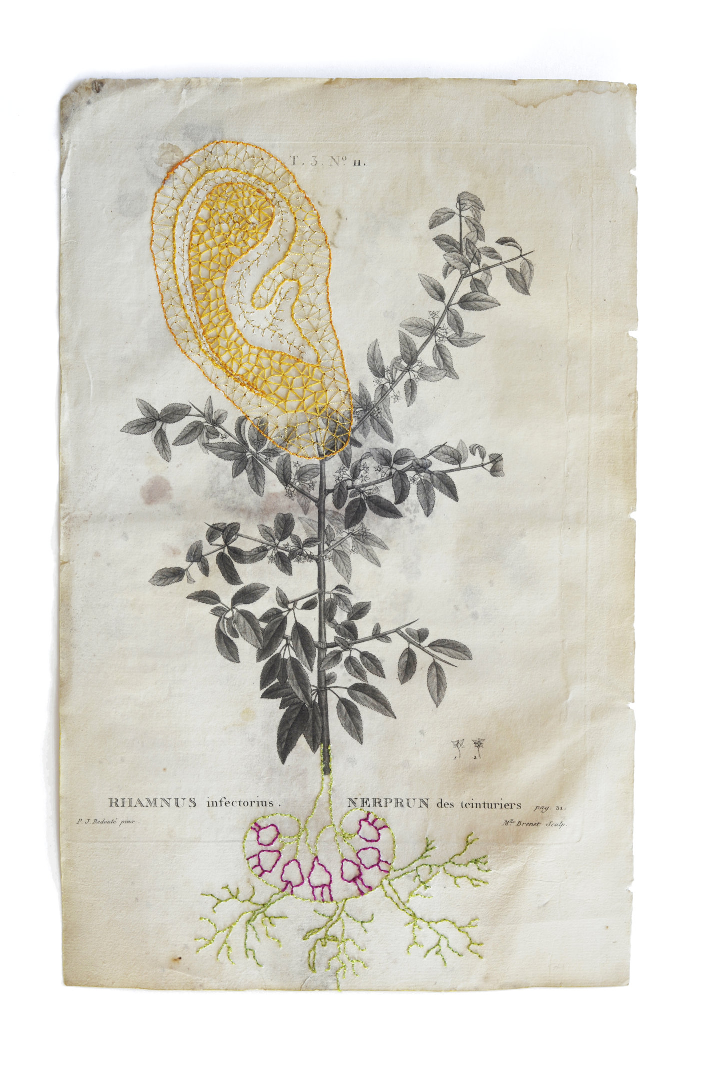 Rhamnus infectorius - Nerprun des teinturiers - Tubercule et racines brodées sur une gravure botanique ancienne en papier