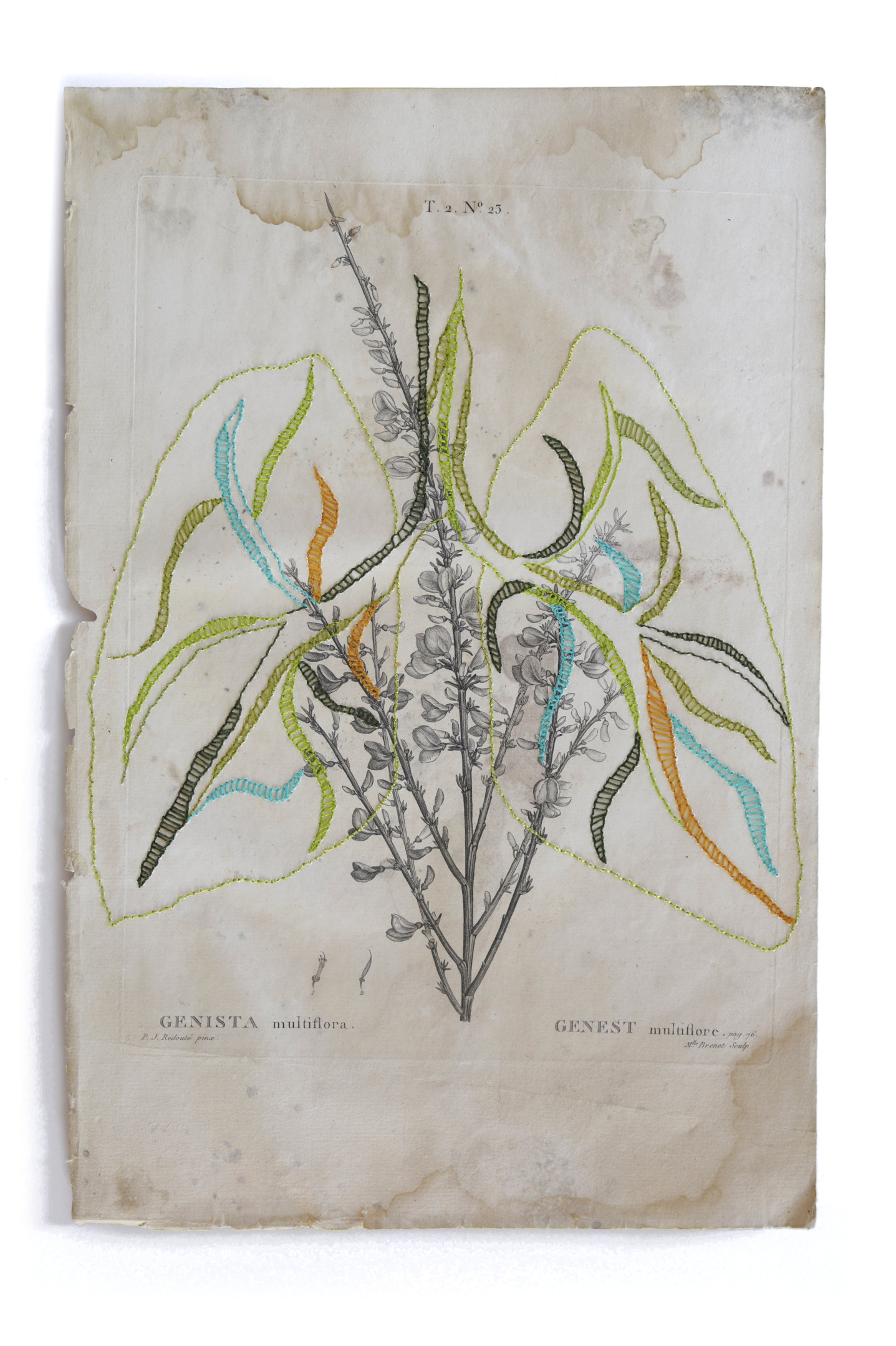 Poumon vert brodé sur une gravure de botanique ancienne T. 2. N°23 Genista Multiflora Genest Multiflore