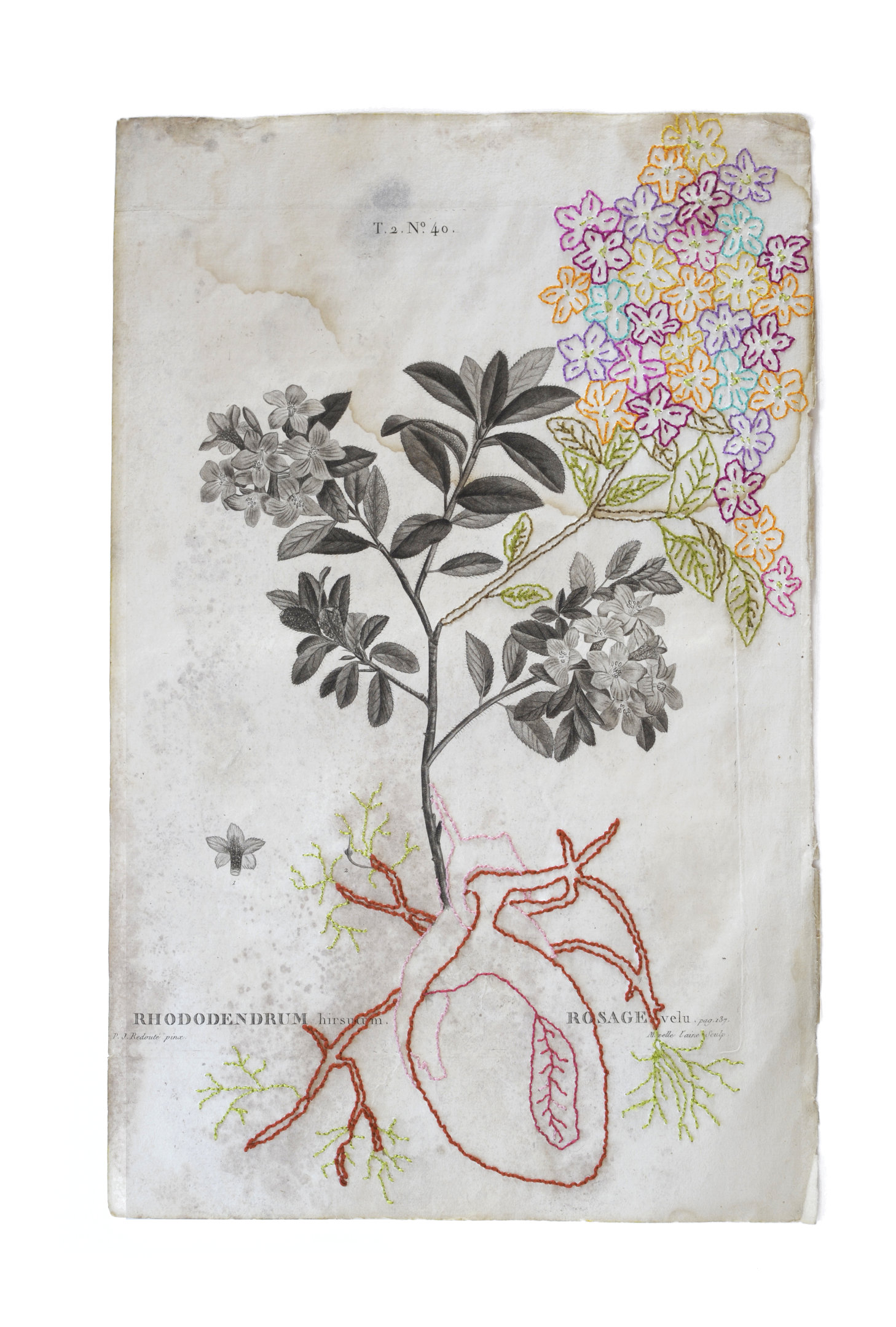 Coeur rouge brodé en tubercule d'un Rhododendrum hirsutum - Rosage velu sur une gravure botanique ancienne