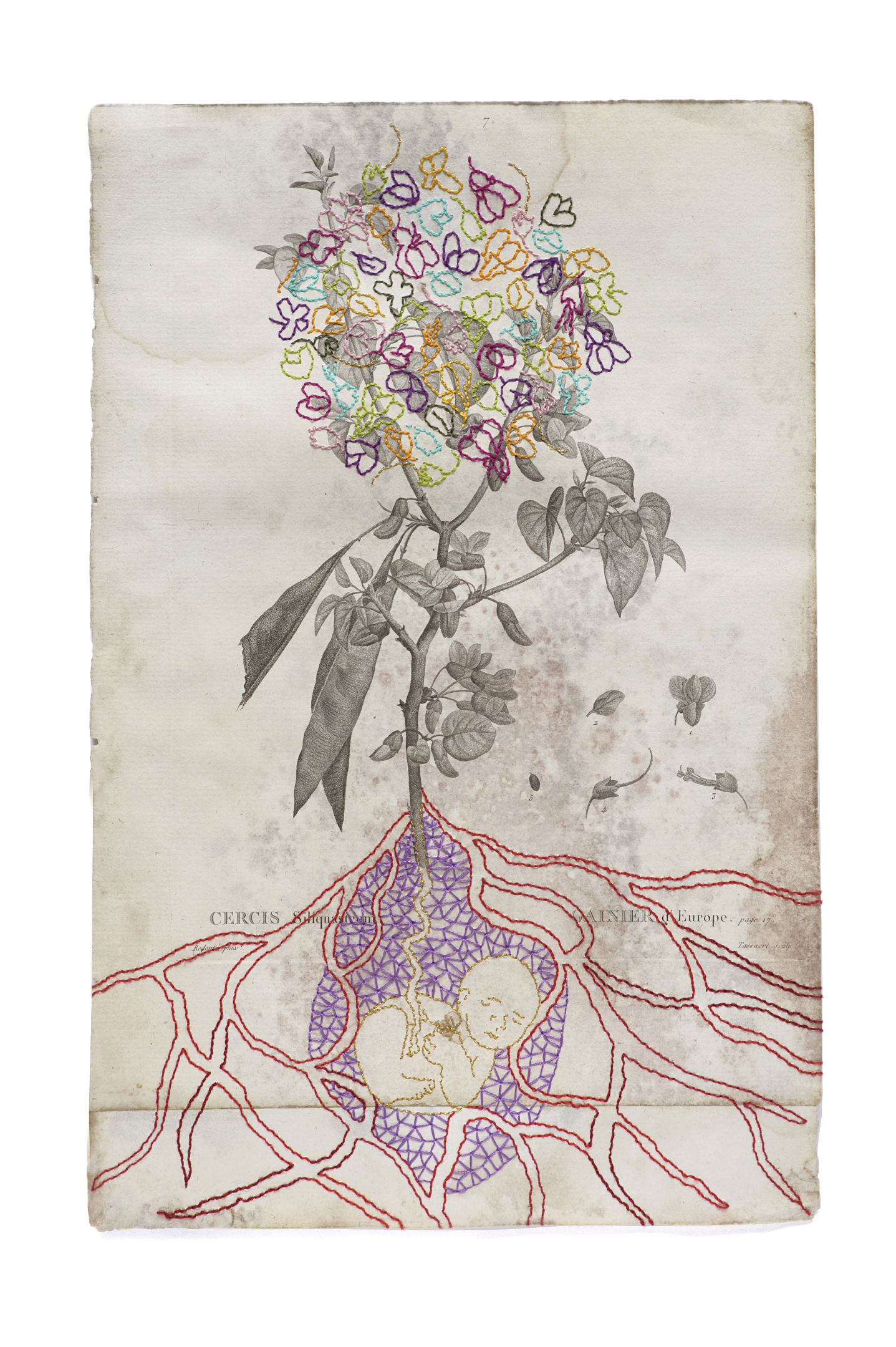 Broderie sur gravure botanique ancienne, plante fleurie avec un bébé dans ses racines
