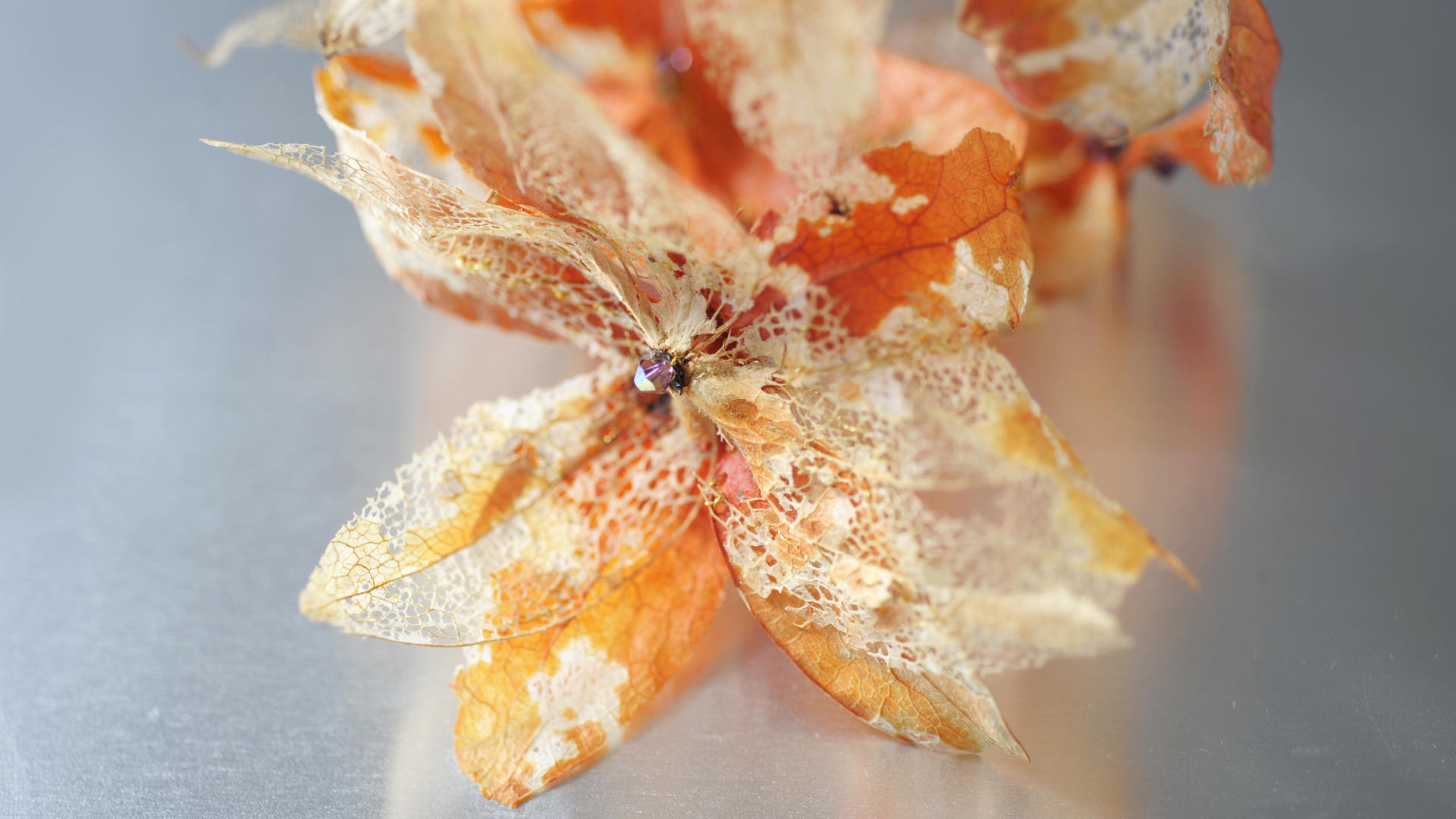 Fleur dans le vent, végétal de couleur orange