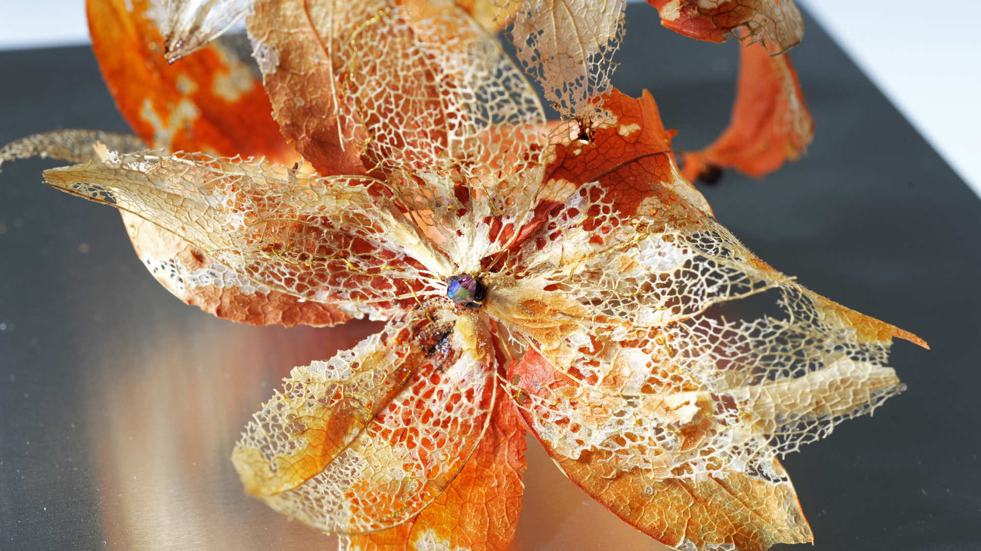 Fleur dans le vent, végétal de couleur orange