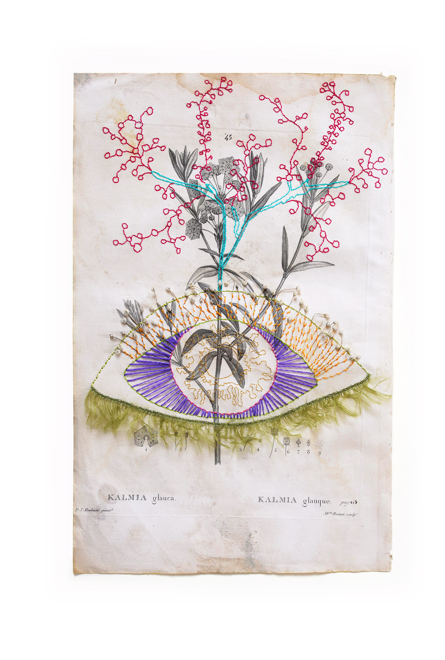 Planche botanique Kalmia glauque brodée par Sylvie Hénot